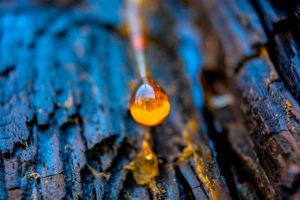 Read more about the article Origin of Amber