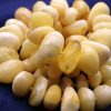 Baltic Amber Necklace