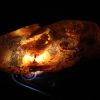 Baltic Amber with Insect