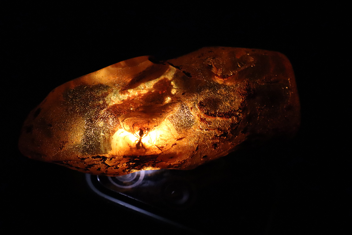 Baltic Amber with Inclusion – Ant