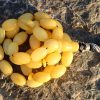 Baltic Amber Rosary