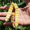 Baltic Amber Rosary - Perekidnie Chotki - Komboloi